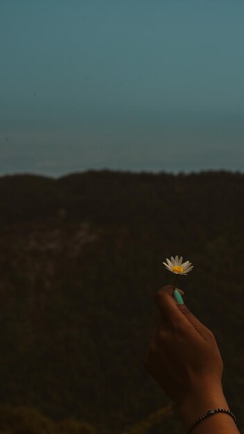 Foto uma mulher segurando uma flor na mão