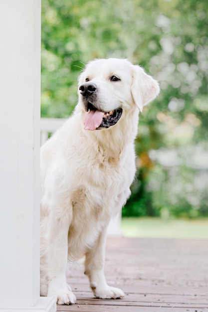 Foto uma mulher sentada em um banco com seu cachorro