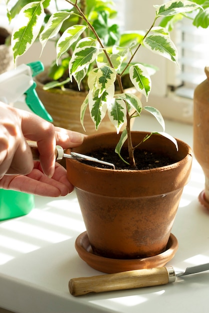 Uma mulher solta a terra em vasos de flores. plantas de interior no parapeito da janela. foco seletivo.