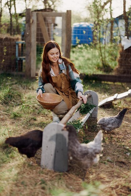 Uma mulher trabalha em uma fazenda e alimenta suas galinhas com alimentos saudáveis, colocando grama orgânica jovem em seus alimentadores para alimentá-los. Foto de alta qualidade