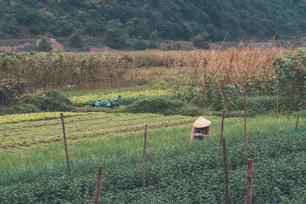 Uma mulher trabalha em uma plantação de plantas processamento manual pesado da terra vietnam cat ba ilha