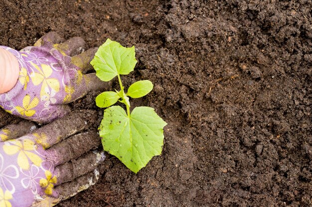 Uma mulher transplanta mudas em uma preparação de solo e plantio de mudas de vegetais no gre