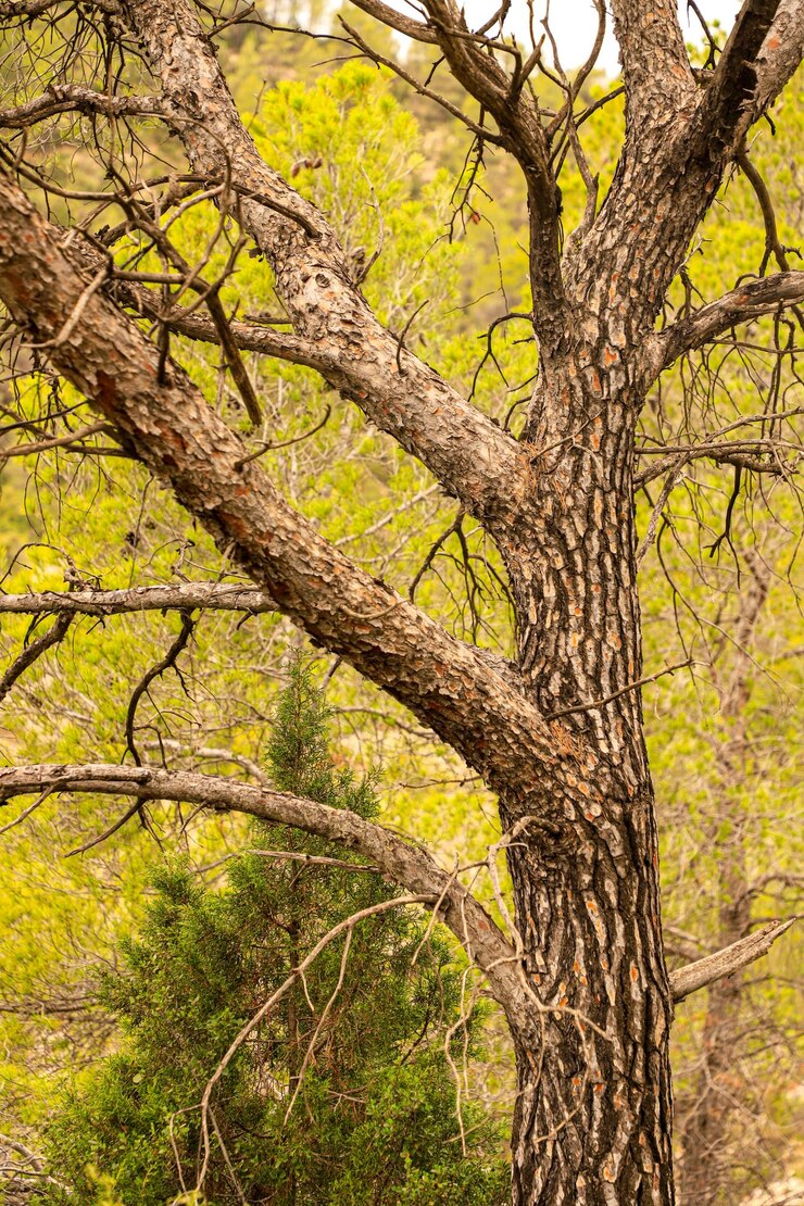 Foto uma natureza de folhagem de árvores