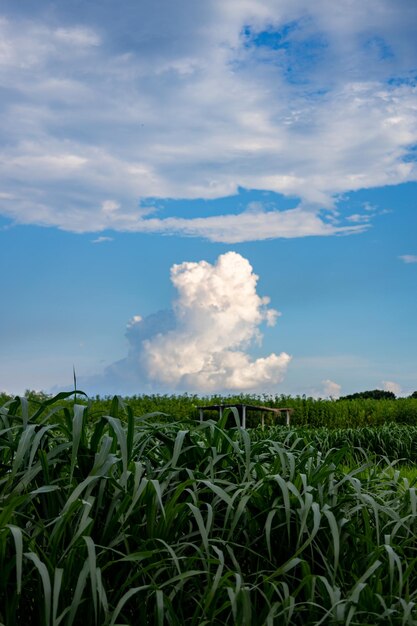 Uma nuvem no céu é vista sobre um campo de milho.