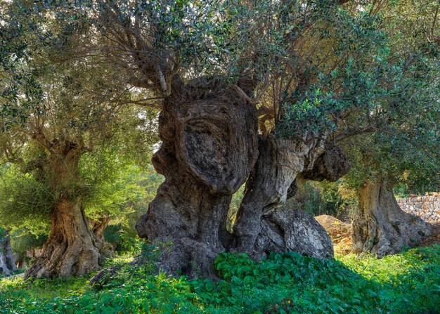 Uma oliveira velha com um jardim de oliveiras de tronco torcido na ilha de Maiorca, Ilhas Baleares