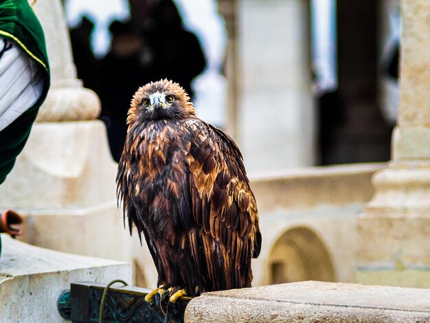 Uma orgulhosa águia em Budapeste pronta para ficar na sua mão e ser fotografada