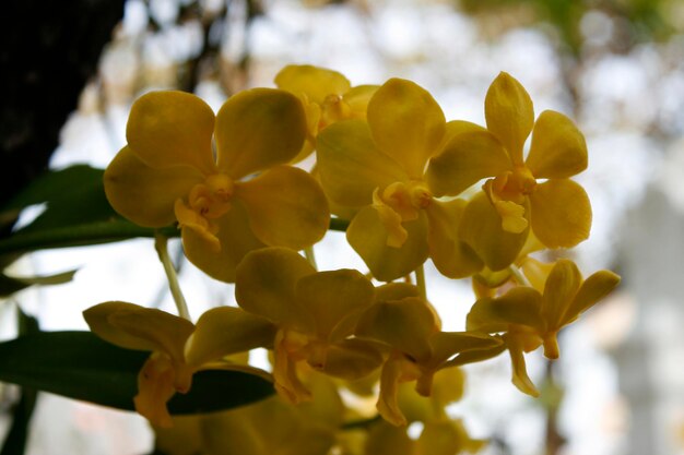 Uma orquídea linda.