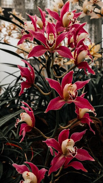 Foto uma orquídea rosa com uma flor branca no centro.