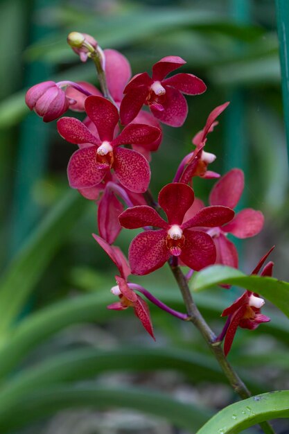 Foto uma orquídea vermelha com manchas brancas