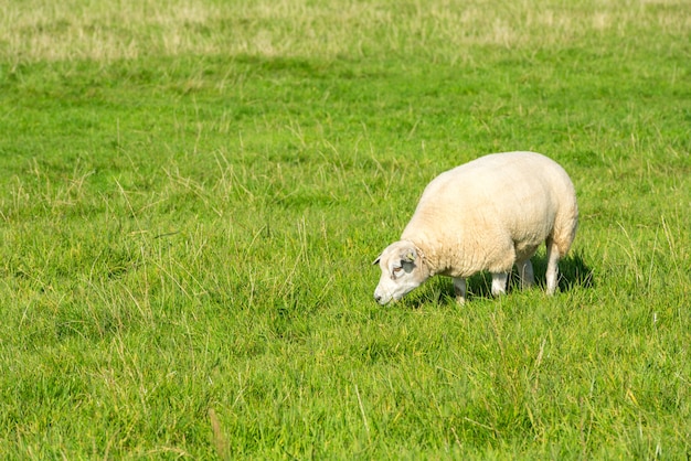Uma ovelha branca come grama verde na fazenda