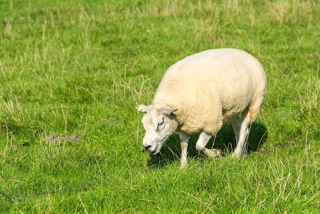 Uma ovelha branca come grama verde na fazenda