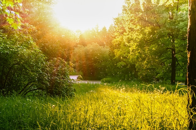 Uma paisagem com muito verde e sol