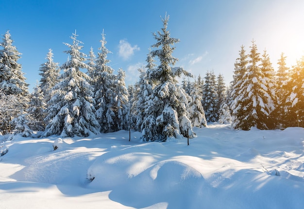 Uma paisagem de inverno com árvores e céu azul. Tirado para fora com uma marca 5d III.