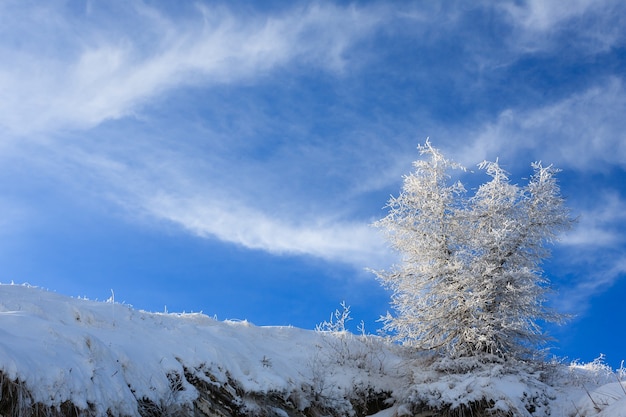 Uma paisagem de inverno com uma árvore isolada sobre um céu azul