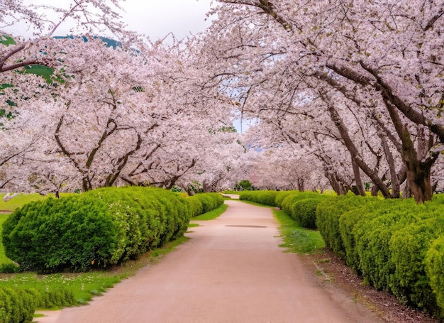 uma paisagem de jardim de flores de cerejeira