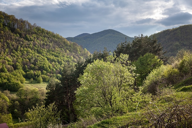 Uma paisagem de primavera com floresta. Dia de sol na paisagem montanhosa. Cárpatos, Ucrânia, Europa. Conceito de mundo de beleza.