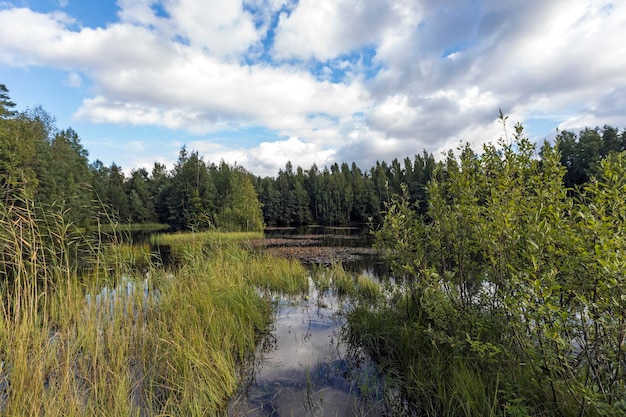 Uma paisagem de verão com um lago e belas nuvens sobre as árvores