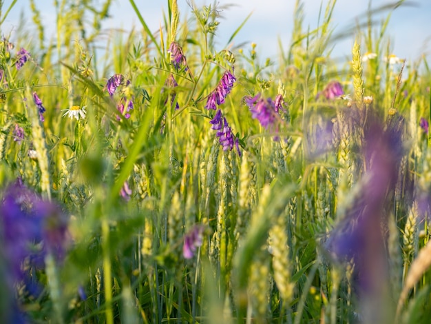 Uma paisagem diurna de grama, flores e um campo. Verão, foco seletivo