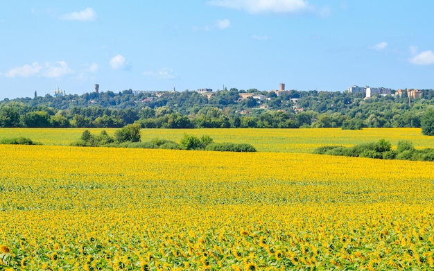 Uma paisagem montanhosa com um enorme campo de girassol no fundo de um céu azul e uma cidade grande girassol amarelo em um campo contra um céu azul brilhante em um dia ensolarado o girassol está florescendo