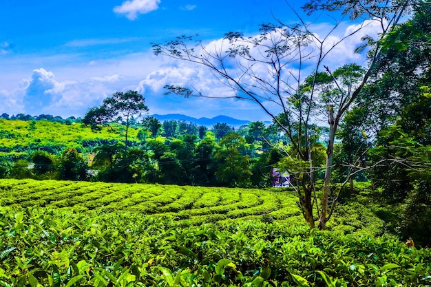 Foto uma paisagem ou plantação de chá tão bonita e reconfortante para os olhos