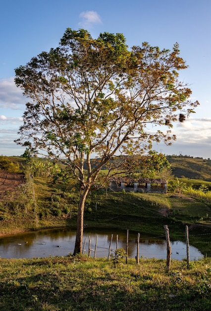 Uma paisagem Romântica e Rural com uma árvore iluminada pelos raios do sol de fim de tarde um açude um chiqueiro morros e montanhas ao fundo e vegetação típica do Nordeste brasileiro