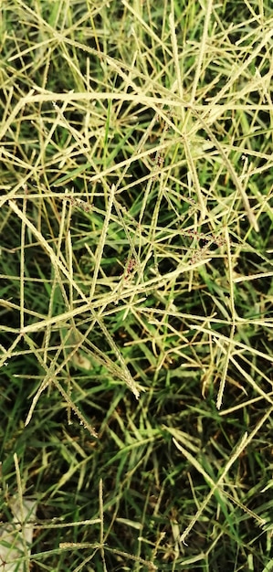 Foto uma paisagem única de plantas e água e pincéis no campo