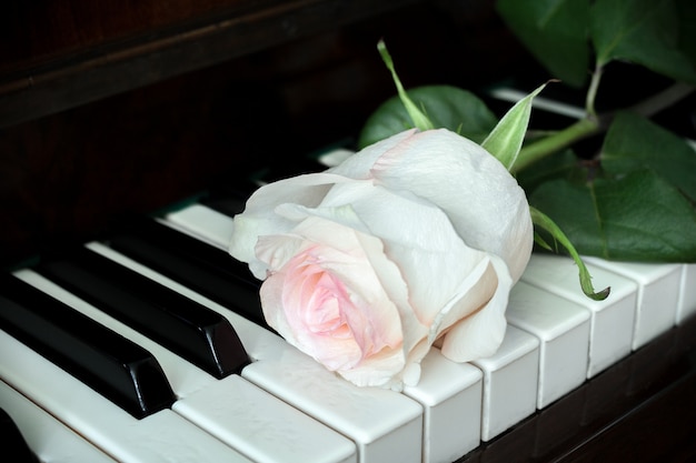 Uma pálida rosa rosa está deitado no teclado de piano antigo.