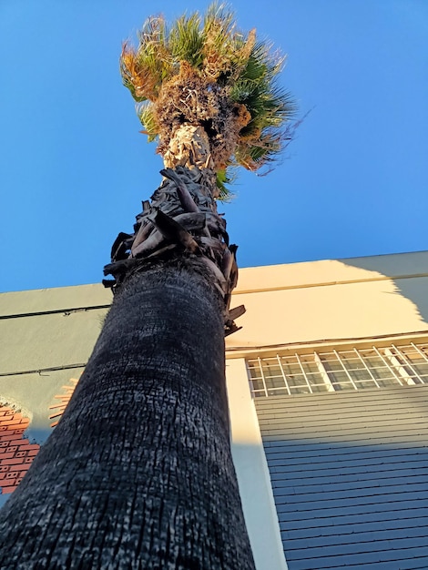 Uma palmeira alta contra o céu azul cresce na cidade de Lisboa