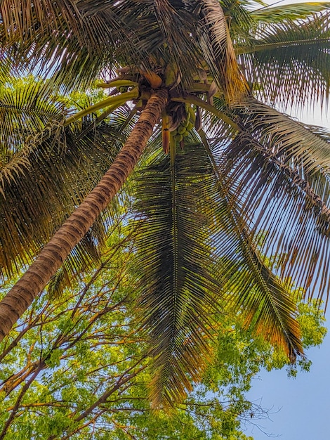 Uma palmeira com algumas folhas
