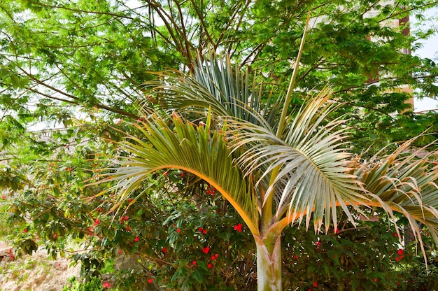 Uma palmeira com muitas flores vermelhas nela