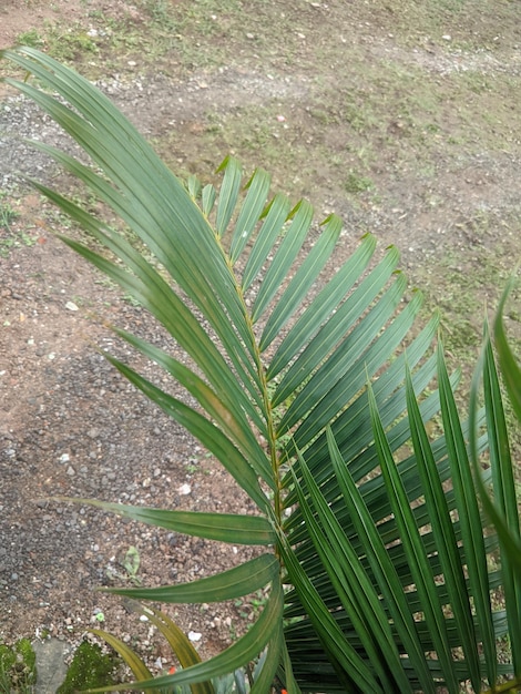 Uma palmeira com uma folha verde e uma faixa amarela.