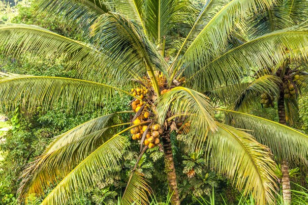 Uma palmeira espalhada com um monte de cocos amarelos maduros