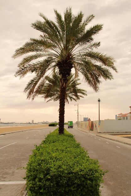 uma palmeira está na frente de uma praia e um sinal que diz palmeira