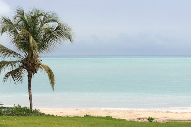 Uma palmeira solitária em uma praia tropical paradisíaca