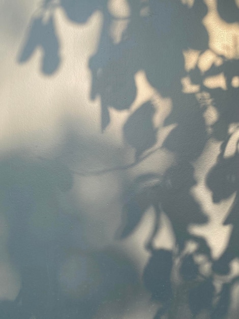 Uma parede branca com uma sombra de folhas