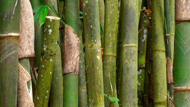 Uma parede de bambu com uma folha verde nela