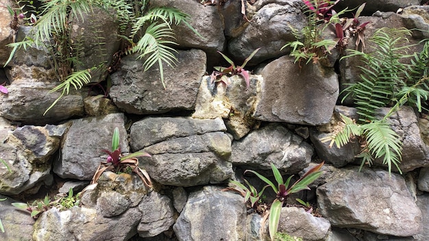 Uma parede de grandes pedras entre as quais crescem samambaias e outras plantas tropicais foto