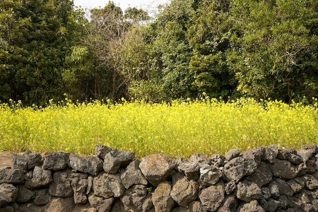 Uma parede de pedra com flores amarelas em primeiro plano e uma parede de pedra com árvores ao fundo.