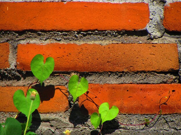 Uma parede de tijolos com uma planta crescendo nela.