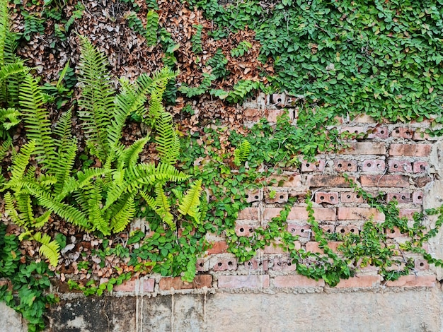 Uma parede histórica de tijolos é coberta por uma velha hera verde com um fundo natural