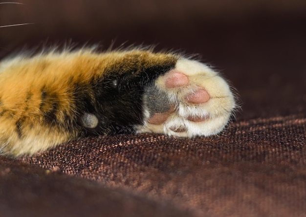 Uma pata colorida de gato sem raça definida fechada