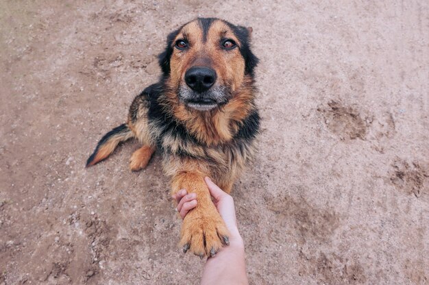 Foto uma pata de cachorro pega a mão de uma pessoa