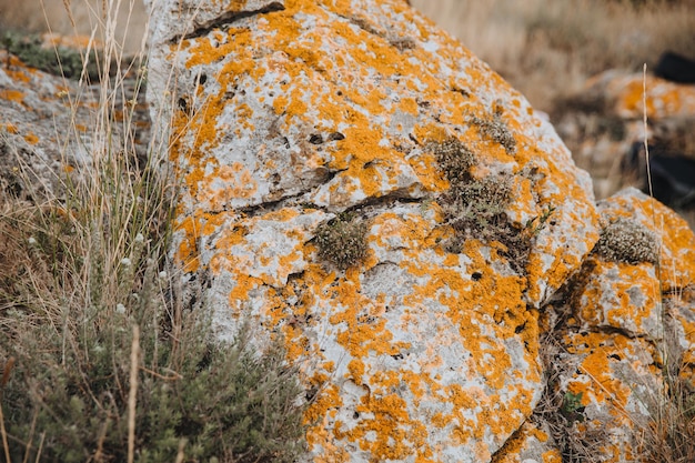 Uma pedra rachada coberta com musgo marrom repousa na grama seca