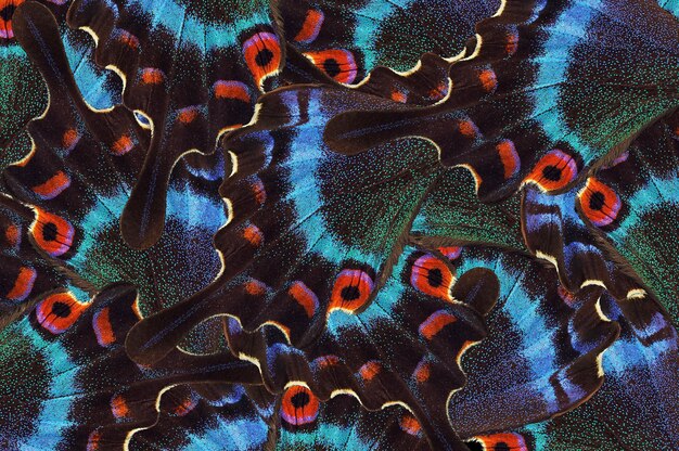 Foto uma pena de pavão colorida da coleção de penas de pavão.