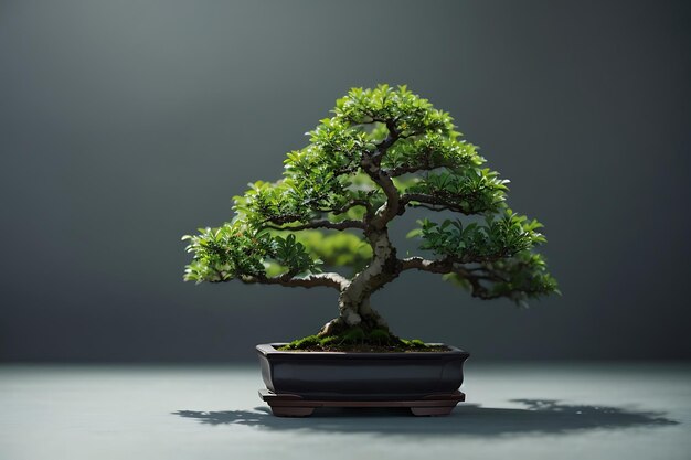 Uma pequena árvore bonsai com um topo verde