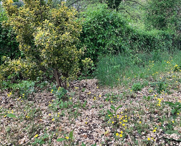 Uma pequena árvore com flores amarelas está na grama.