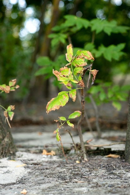 Uma pequena árvore cresce do solo em uma grande floresta