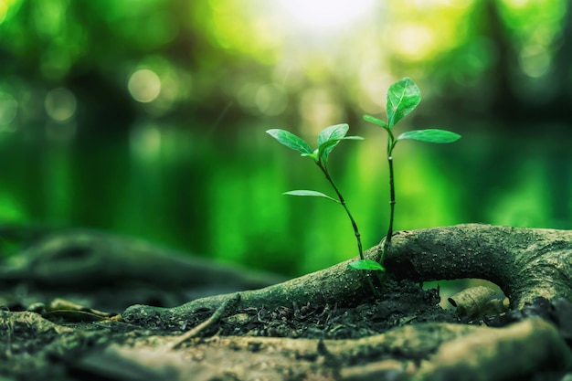 Uma pequena árvore crescendo em uma floresta perene.