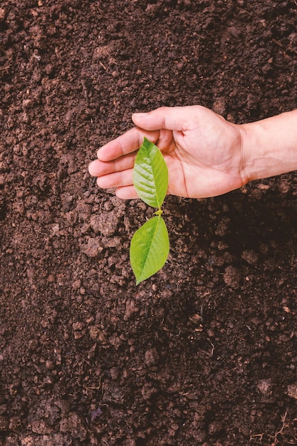 Uma pequena árvore e mãos estão plantando árvores com ternura