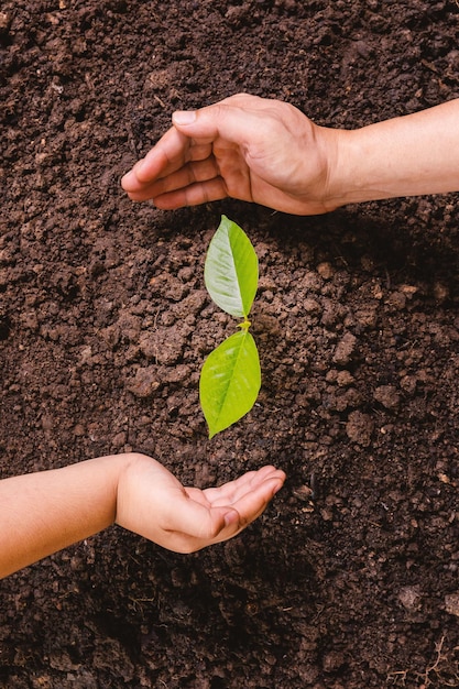 Uma pequena árvore e mãos estão plantando árvores com ternura